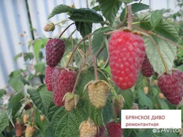 Малина ремонтантная красная