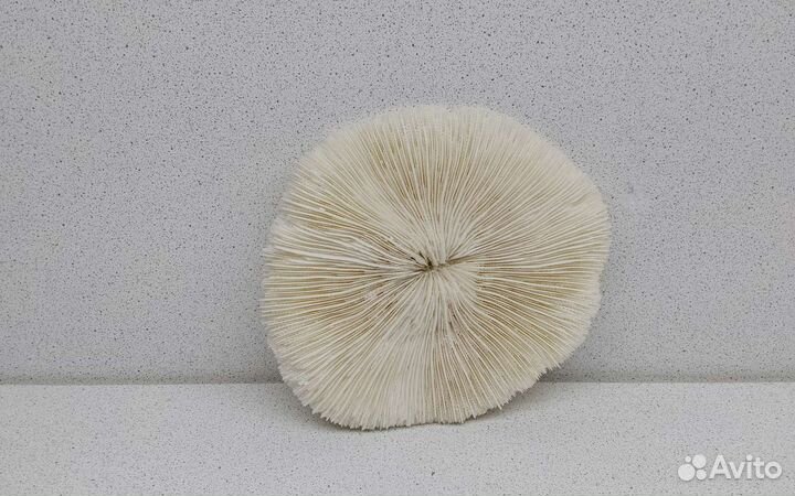 Коралл круглый 13,9 морской сувенир подарок