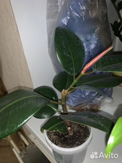 Фикус крупнолистовой