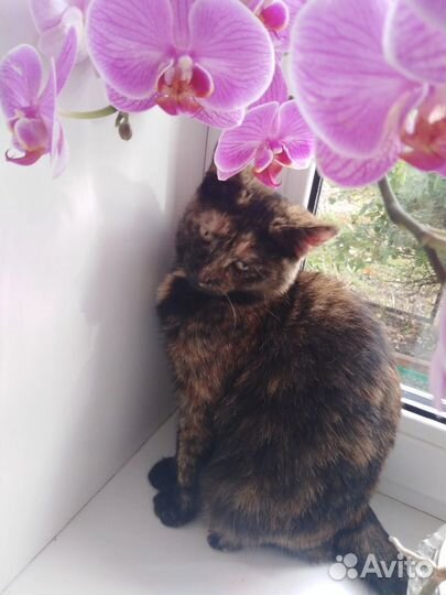 Отдам в добрые руки