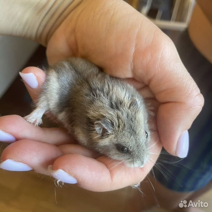 Джунгарский хомяк девочка