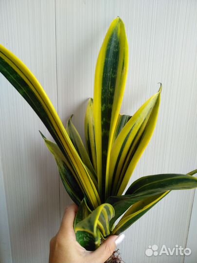 Сансевиерия сортовая и другие