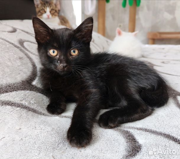 Котенок Мишка