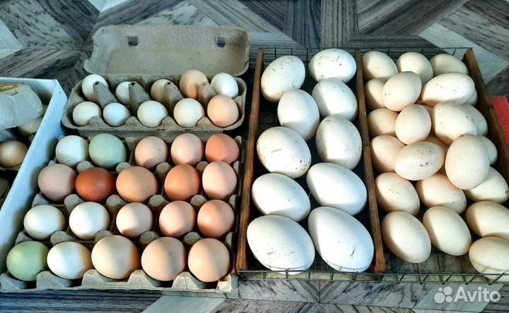 Утята утки Каюга, цыплята и инкубационное яйцо