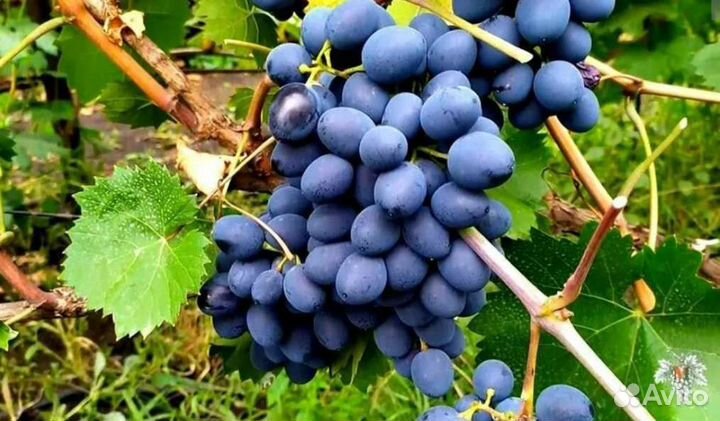 Продается виноград