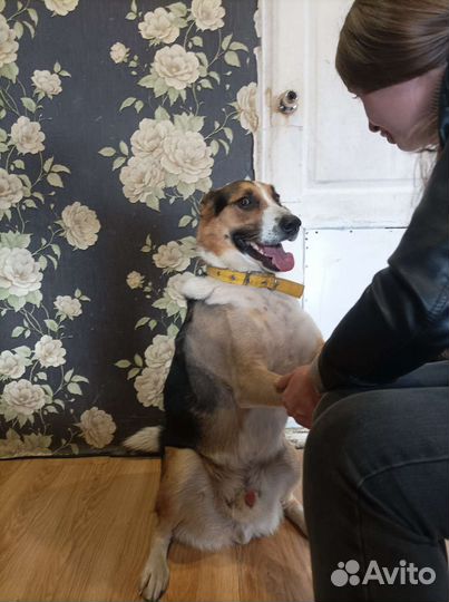 Передержка собак в домашних условиях