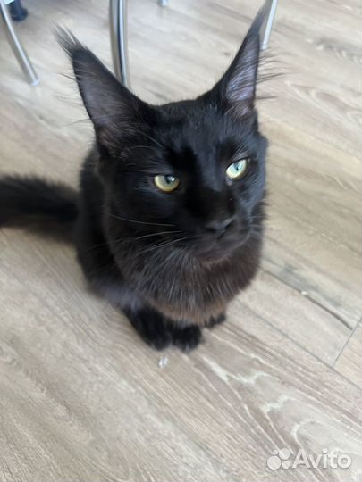 Мэйн кун черный дым