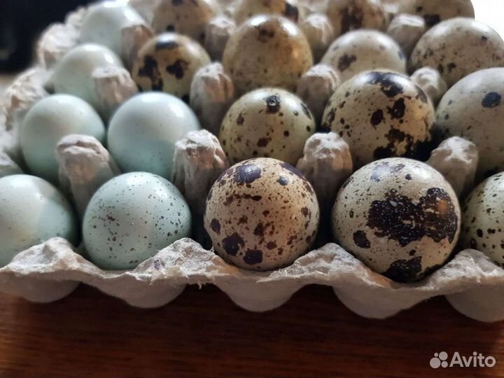 Домашние куриные, перепелиные яйца