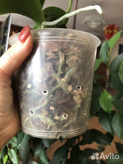 Орхидея фаленопсис