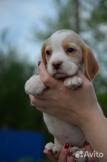 Щенки бигль