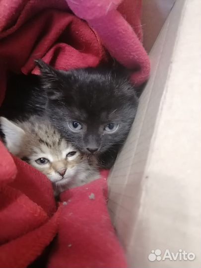Котята в добрые руки