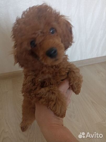 Щенок девочка Пудель РКФ