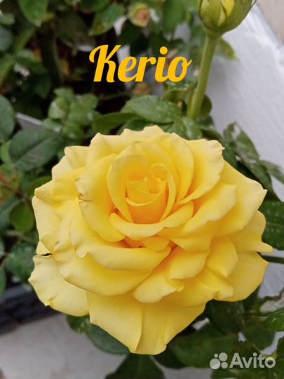 Роза корнесобственная