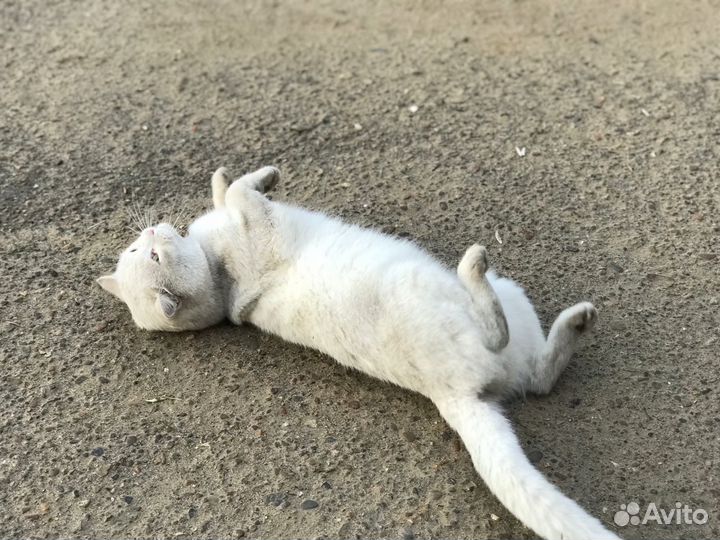 Кот бесплатно