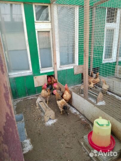 Петух