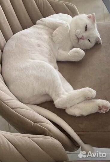 Стрижка кошек без наркоза стаж 8 лет