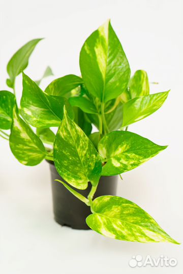 Эпипремнум (сциндапсус ) золотистый