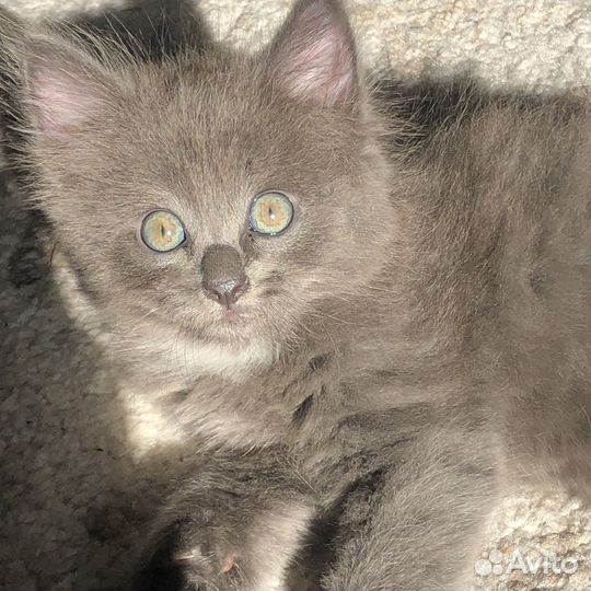 Пушистый котенок