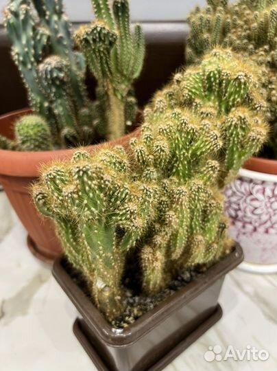 Кактусы, алоэ