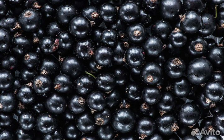 Смородина садовая