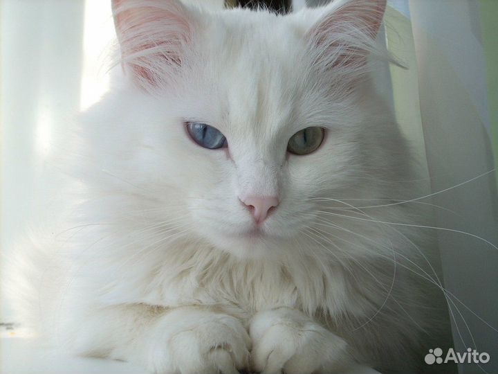 Отдам в хорошие руки