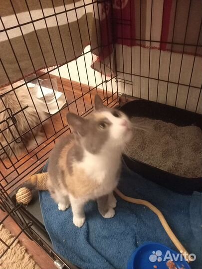 Маленькой бездомной кошечке очень нужен дом