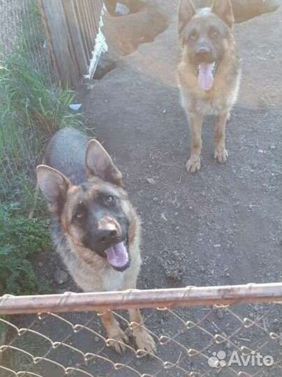 Щенки немецкой овчарки