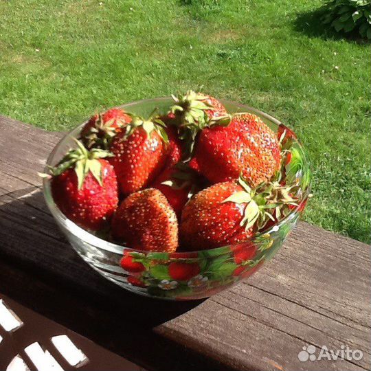 Рассада клубники земляники садовой