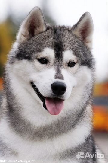 Сибирский Хаски