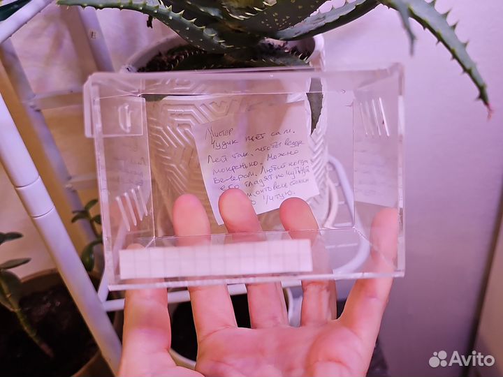 Террариум паучатник 10х7х7