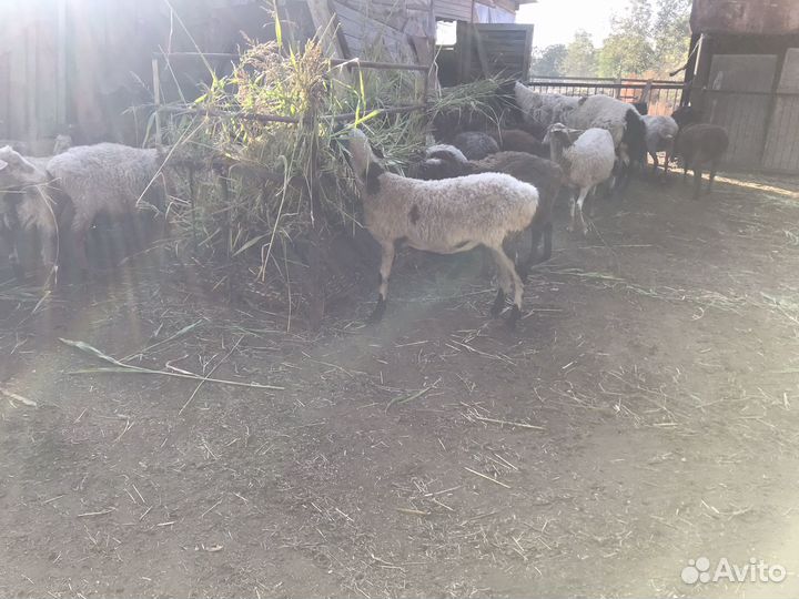 Овцы, Барашки