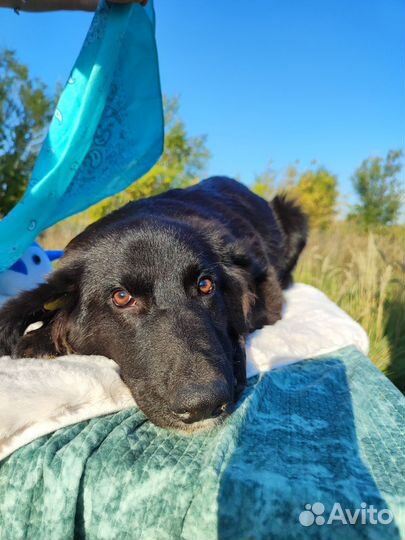 Собака Уголёчек