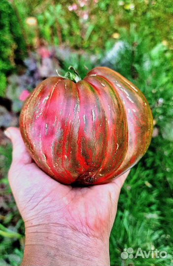 Семена томаты Гномы