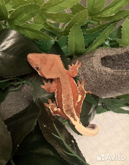 Бананоеды Red Lilly White