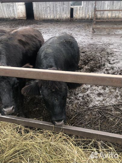 Быки абердин ангус