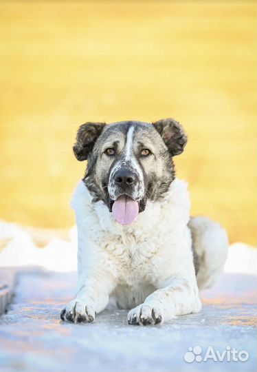 Предательство души