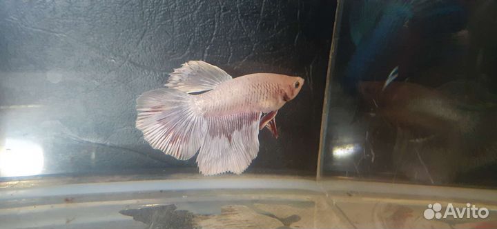 Рыбка петушок