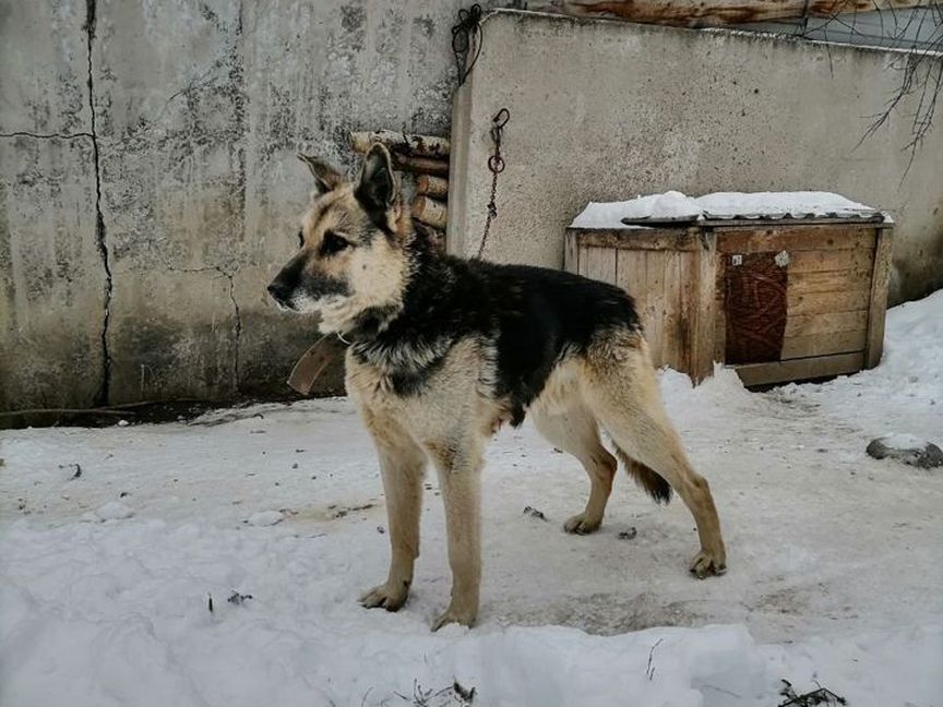 Овчарик, метис вео Злой 8-10 лет