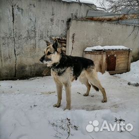 Сказка про злую собаку