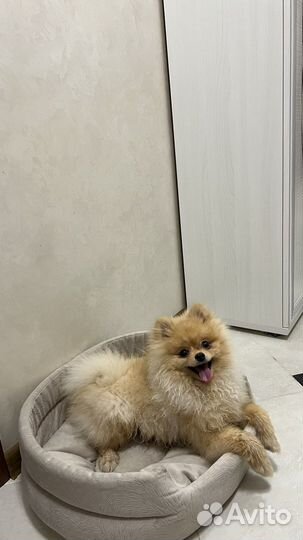 Шпиц вязка кобель