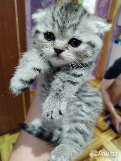 Шотландские котята