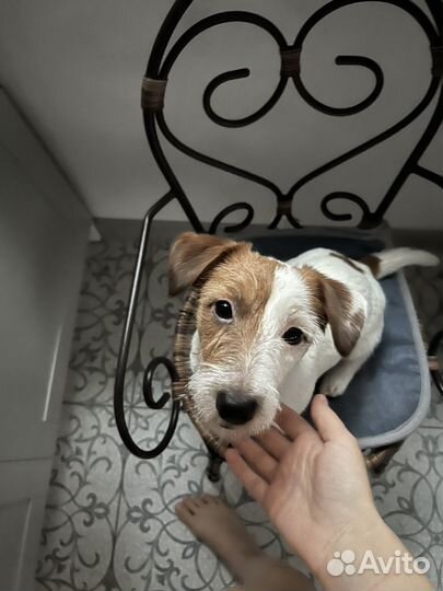 Джек рассел терьер для вязки