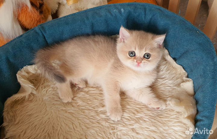 Британские котята серебристая и золотая шиншилла