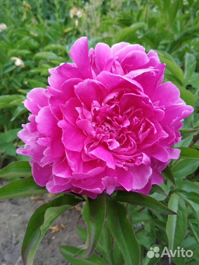 Цветы пионов, лилий, розы и корни пионов и лилий