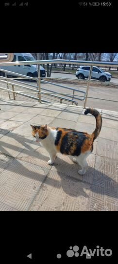Беременная кошечка