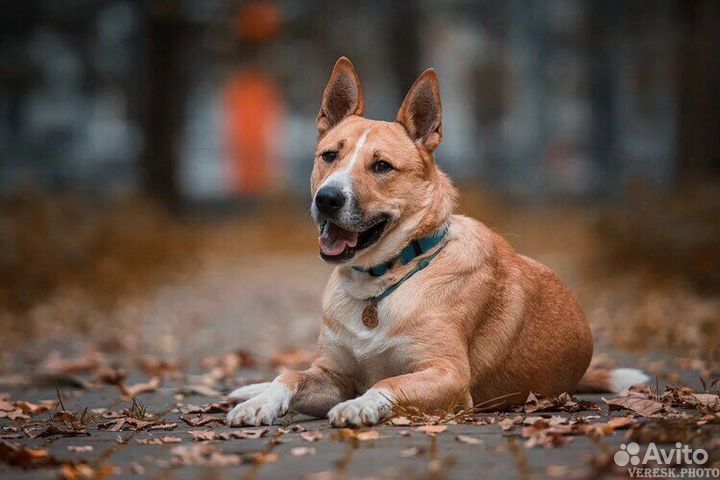 Собака в дар