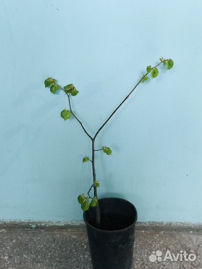 Саженец липы 60 см