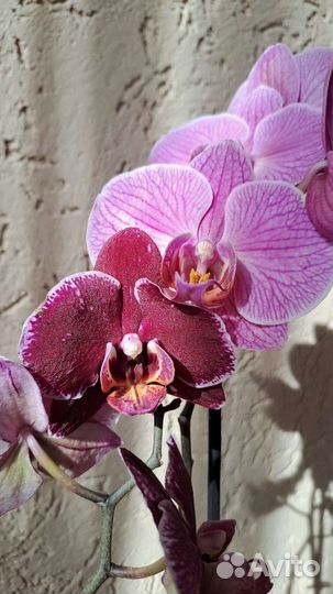 Орхидея фаленопсис биг лип