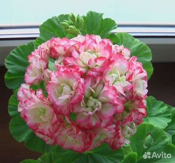 Розебудная и Тюльпановидная Пеларгония (Герань)