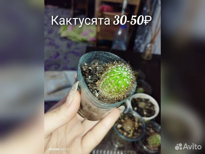 Кактусята